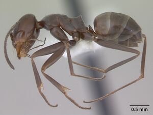 Dorymyrmex brunneus casent0173846 profile 1.jpg