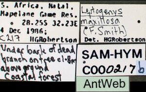 Leptogenys maxillosa sam-hym-c000217b label 1.jpg