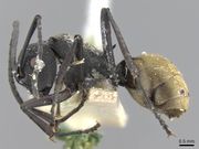 Polyrhachis rupicapra casent0906783 p 1 high.jpg