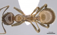 Aphaenogaster lesbica casent0281536 d 1 high.jpg