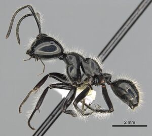 Calomyrmex laevissimus casent0249961 p 1 high.jpg