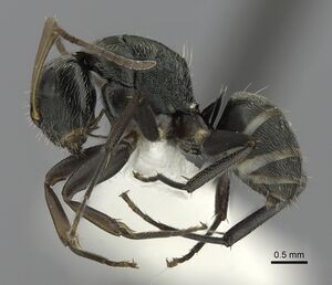 Camponotus linnaei casent0280085 p 1 high.jpg