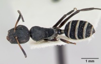 Camponotus peleliuensis casent0173098 dorsal 1.jpg
