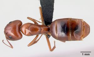 Camponotus raina casent0499052 d.jpg