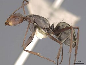 Camponotus rufoglaucus casent0906959 p 1 high.jpg