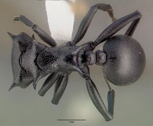 Cephalotes atratus casent0010677 dorsal 1.jpg