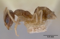 Doleromyrma darwiniana fida casent0172307 profile 1.jpg