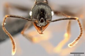 Pheidole dea casent0283486 h 2 high.jpg