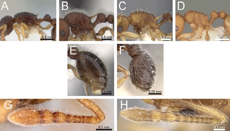 File:Agavekar et al 2017 Tetramorium F3.jpg