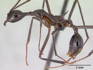 Aphaenogaster gonacantha casent0107566 profile 1.jpg