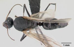 Camponotus maculatus casent0146792 dorsal 1.jpg