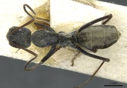 Camponotus vestitus pectitus casent0911787 d 1 high.jpg