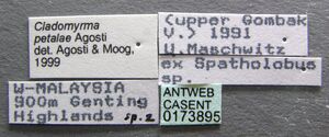 Cladomyrma petalae casent0173895 label 1.jpg
