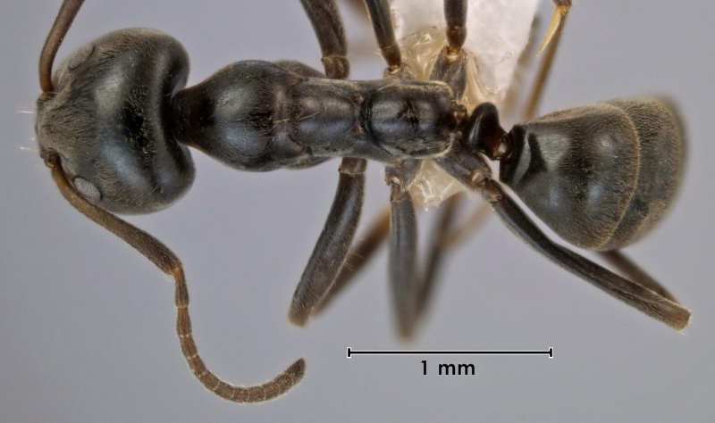 File:Iridomyrmex alpinus ANIC32-043208 top 32-final-Antwiki.jpg