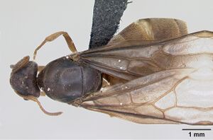 Lasius flavus casent0173168 dorsal 1.jpg