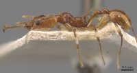 Orectognathus sexspinosus casent0909302 p 1 high.jpg