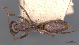 Pachycondyla australis casent0907275 d 1 high.jpg