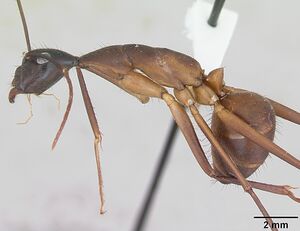 Camponotus ager inbiocri001282861 profile 1.jpg