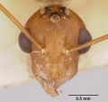 Head view