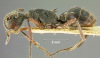 Polyrhachis-lamaL1.6x.jpg