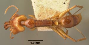 Anochetus madagascarensis casent0101756 dorsal 1.jpg