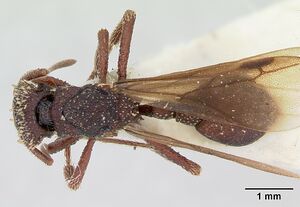 Basiceros scambognathus casent0172825 dorsal 1.jpg