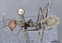 Camponotus singularis casent0903554 d 1 high.jpg