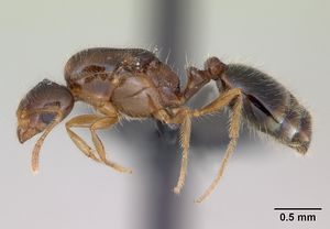 Monomorium flavimembra casent0041582 profile 1.jpg