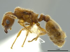 Pheidole bicornis casent0625442 p 1 high.jpg