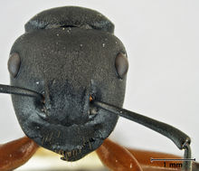 Polyrhachis femorata 2 head.jpg