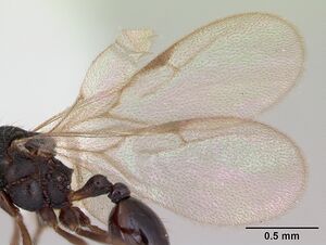 Strumigenys louisianae casent0173255 profile 2.jpg