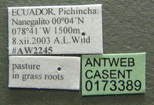 Typhlomyrmex pusillus casent0173389 label 1.jpg