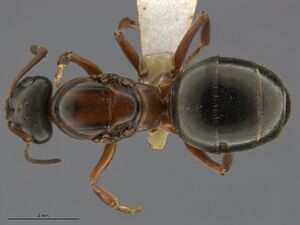 Mcz-ent00668808 Formica neorufibarbis queen had.jpg