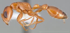 Pseudomyrmex apache casent0005440 profile 1.jpg