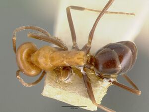 Dorymyrmex pyramicus castype00448-01 d 1 high.jpg