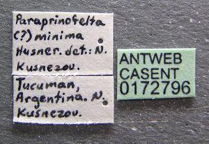 Paraprionopelta minima casent0172796 label 1.jpg