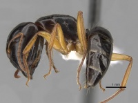 Camponotus lownei casent0280215 p 1 high.jpg