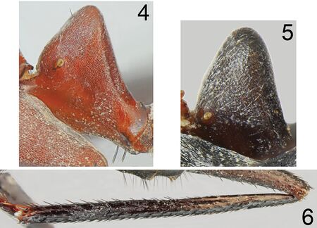 Khalili-Moghadam, A., Salata, S. et al. 2021. Three new species of Cataglyphis from Iran (10.3897@zookeys.1009.59205), Figs 4-6.jpg