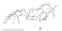 Kiran, Aktac & Tezcan 2008-5 Aphaenogaster-radchenkoi.jpg