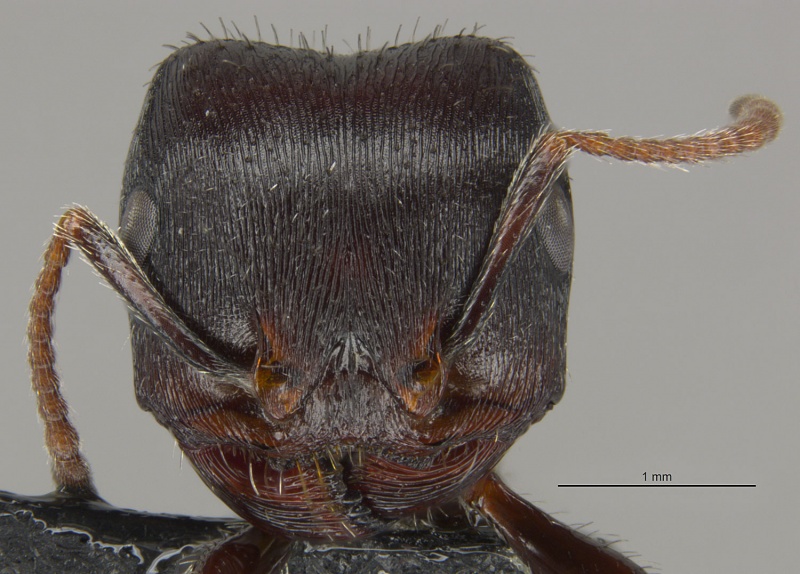 File:Mcz-ent00668813 Pogonomyrmex rugosus hef.jpg