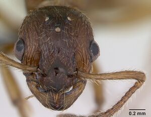 Myrmica ruginodis casent0172714 head 1.jpg