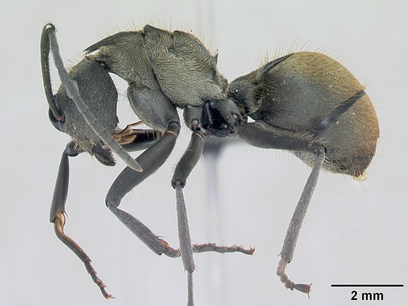 File:Polyrhachis militaris casent0094091 profile 1.jpg