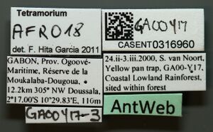 Tetramorium capillosum casent0316960 l 1 high.jpg