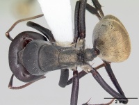 Camponotus sericeus casent0104896 dorsal 1.jpg