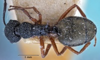 Dolichoderus ypsilon top view