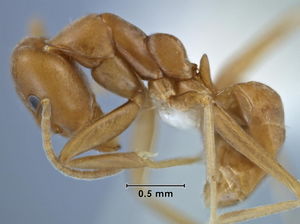 Iridomyrmex neocaledonica side view