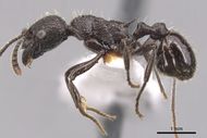 Myrmica varisculpta P casent0904555.jpg