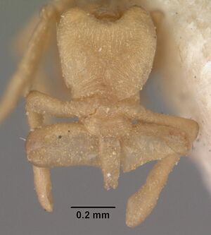 Strumigenys scotti casent0102291 head 1.jpg