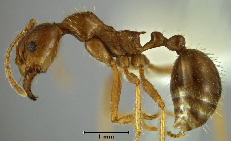 File:Aphaenogaster longiceps ANIC32-001050 side 25-Antwiki.jpg