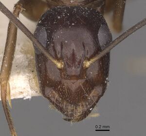 Camponotus adami casent0910362 h 1 high.jpg